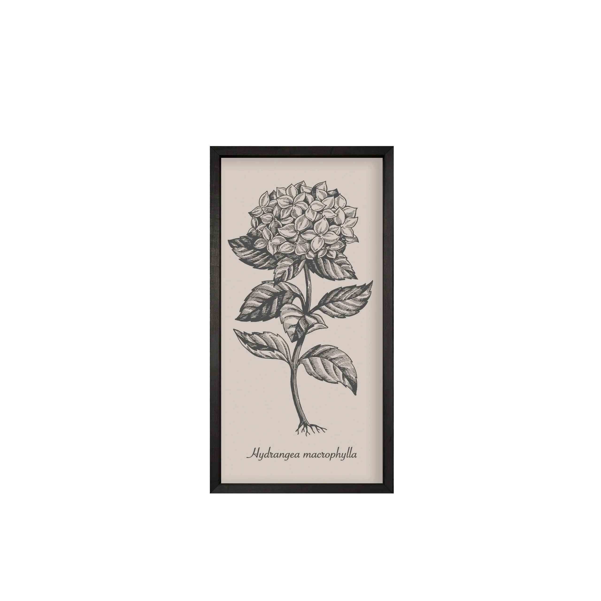 35x18 Thin Black Vintage Botanicals (Set of 6) - Image 2