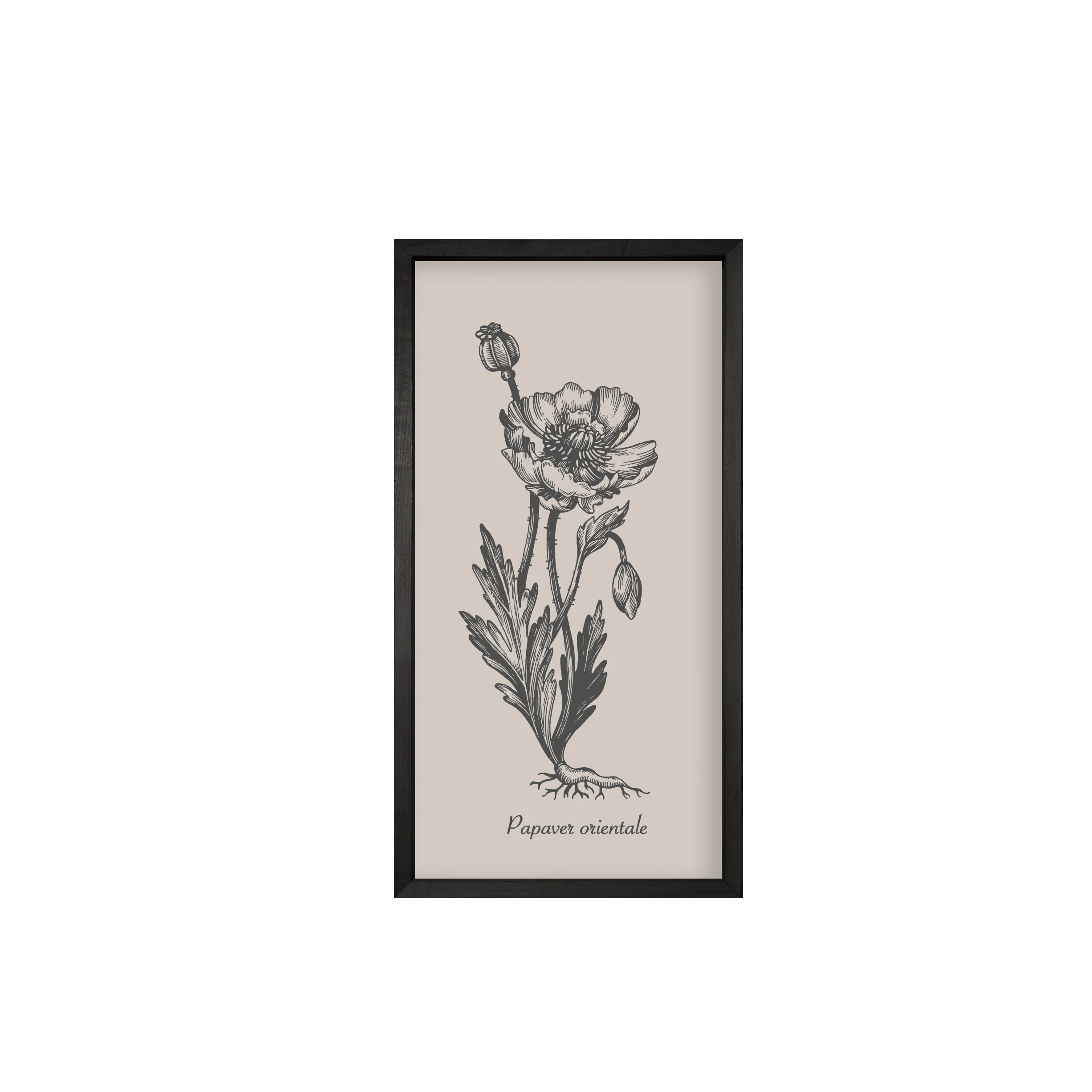 35x18 Thin Black Vintage Botanicals (Set of 6) - Image 5
