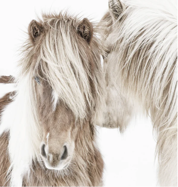Iceland Beauties - Image 3