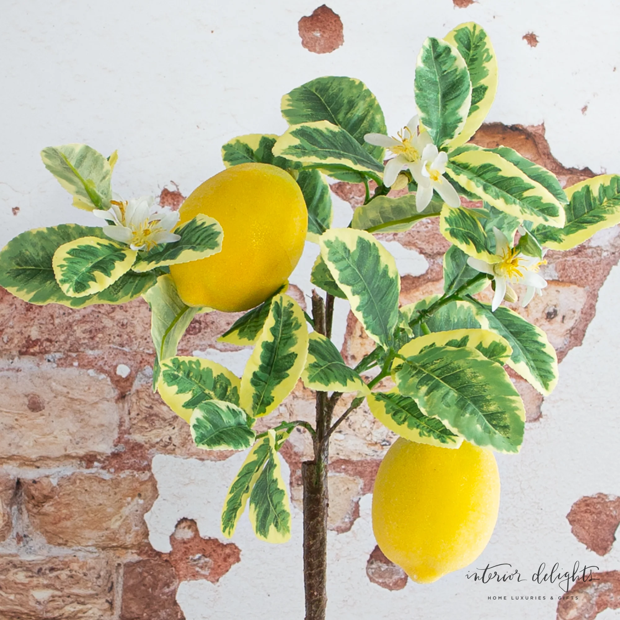 25” Lemon Tree in Clay Pot - Image 4