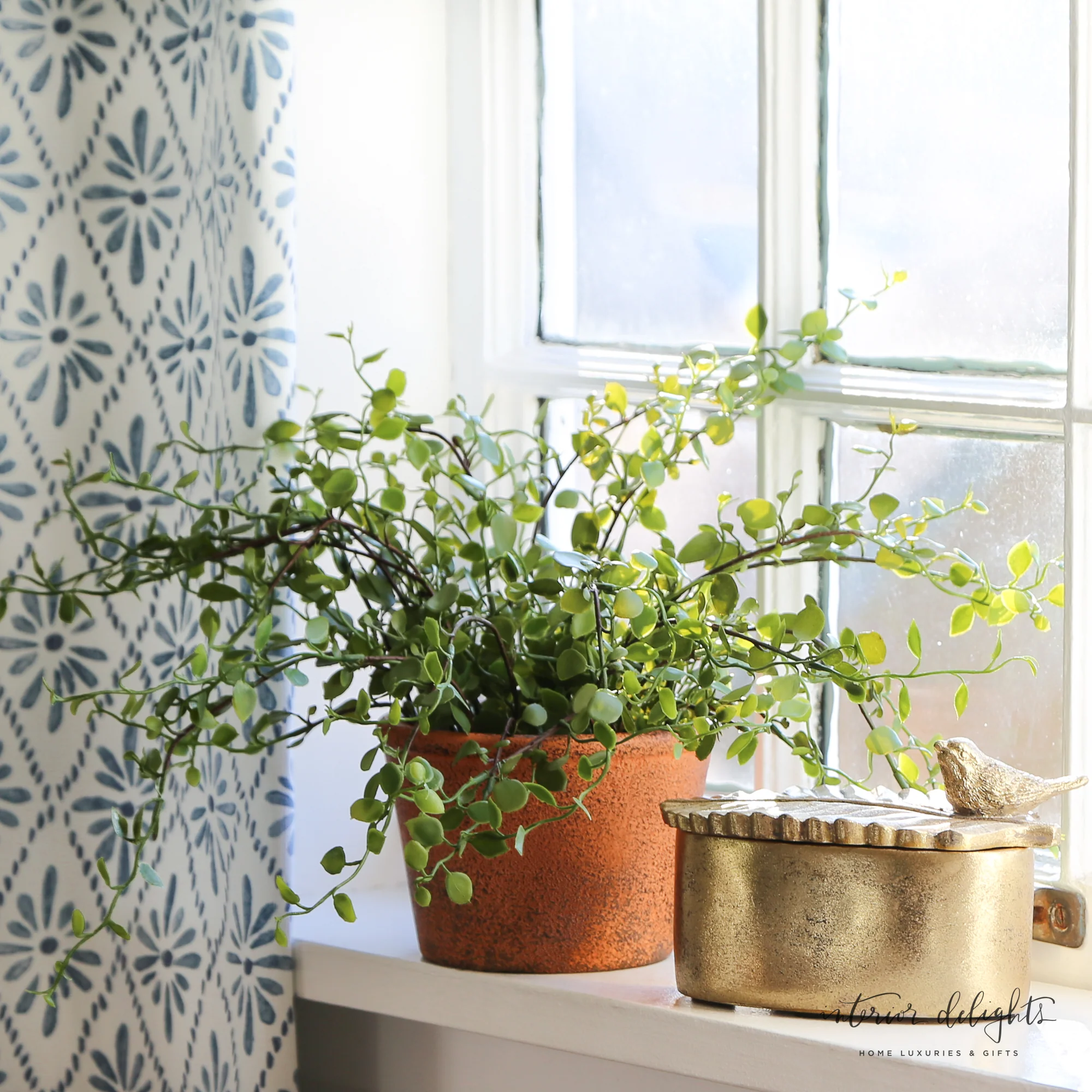 Potted Angel Vine - Image 3